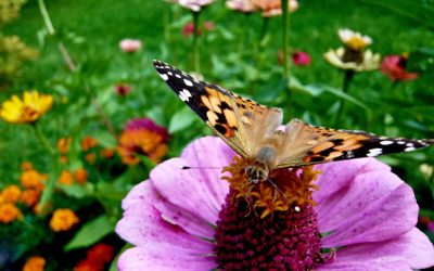 Butterfly Wildflower Mix