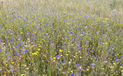 Cornfield Annuals Wildflower Mix