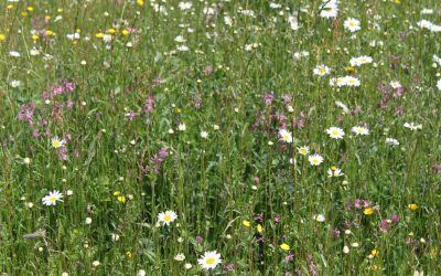 Acid Soil Wildflower Mix