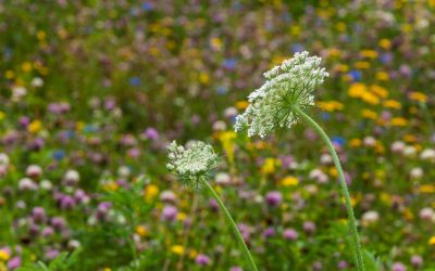 Clay Soils Wildflower Mix