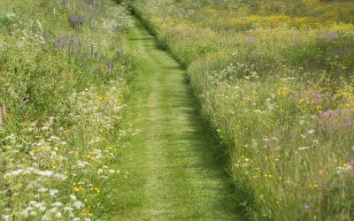 Early Flowering Wildflower Mix