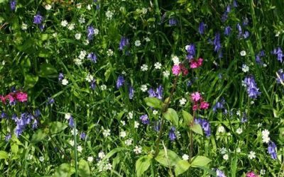 Hedgerow Wildflower Mix