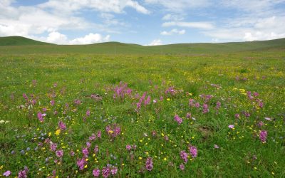 Late Flowering Wildflower Mix