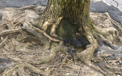 The Critical Factor for Tree Growth