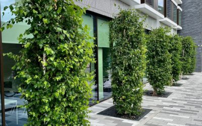 The Overlooked Benefits of Tree Grilles